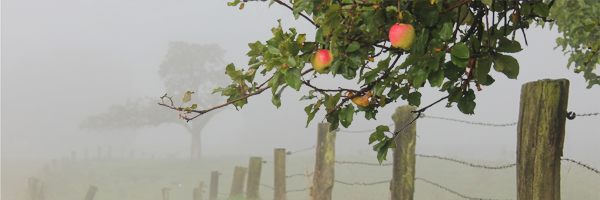 landschaft_mit_apfelbaum