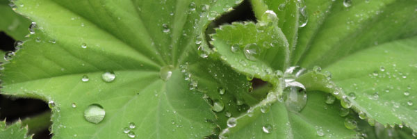 frauenmantel_mit_wassertropfen