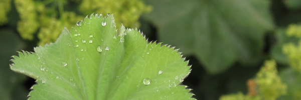 frauenmantel_mit_wassertropfen