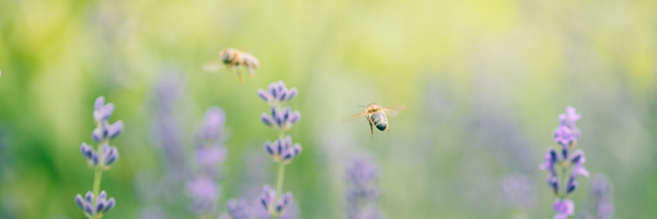 biene_fliegt_ueber_lavendel