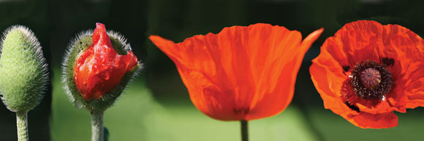 mohnbluete_sich_entfaltend